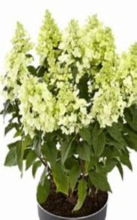 Image of Panzola hydrangea paniculata image 1