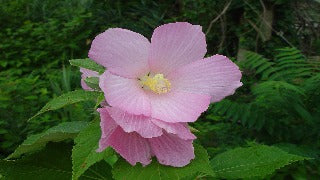 Hibiscus Moscheutos (Swamp Rose Mallow)