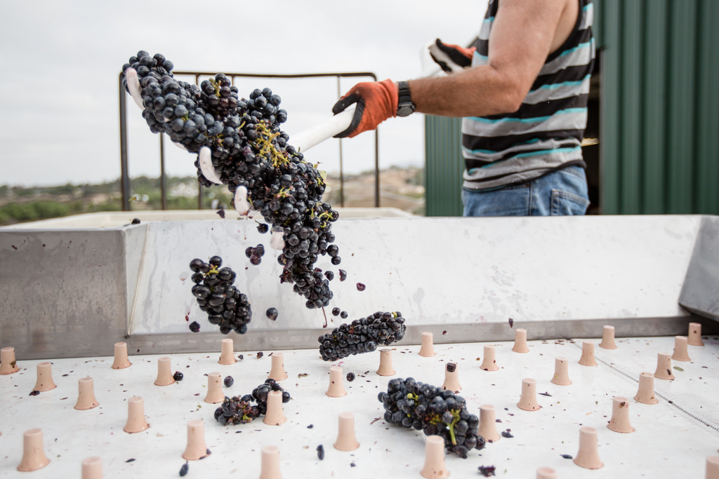 grape harvesting