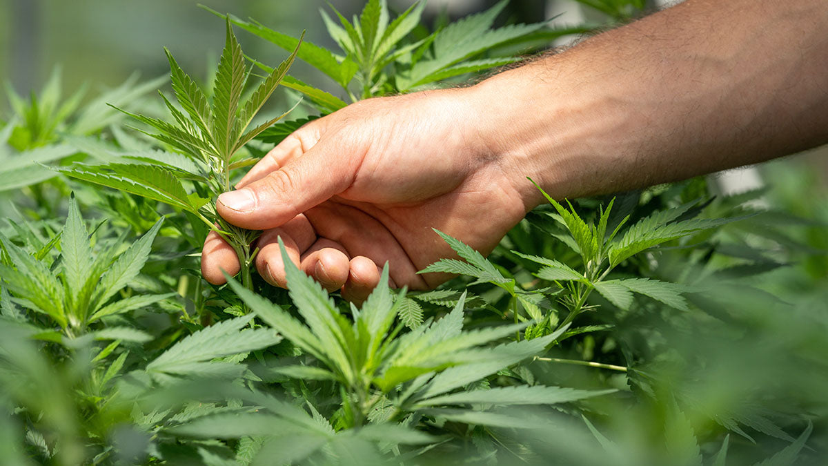 Männliche Hand hält eine Cannabispflanze am Stiel und wendet sie im Sonnenlicht in den Fokus des Fotos.