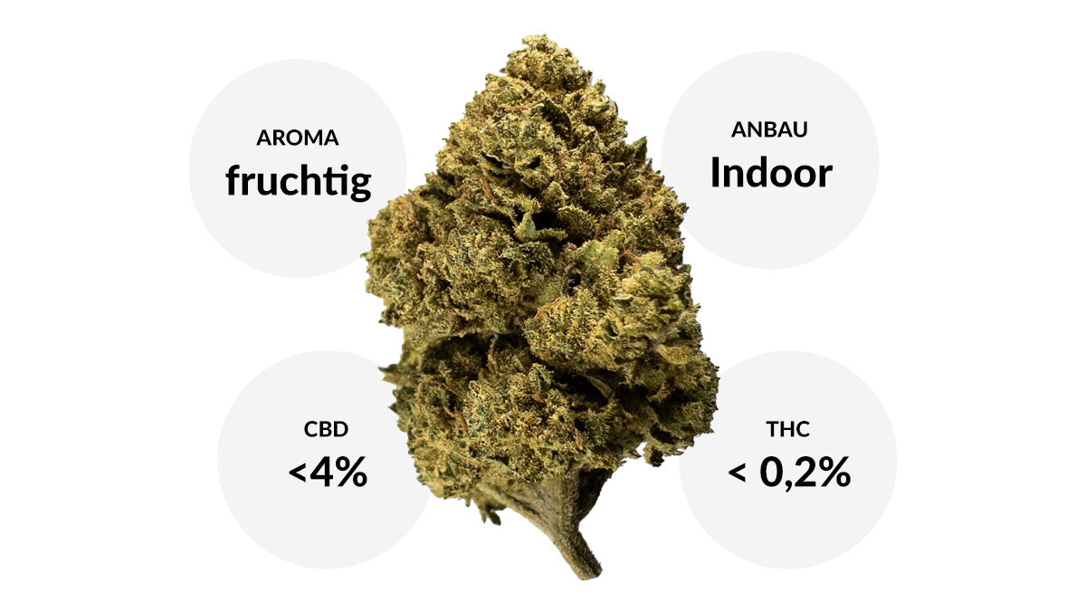 Fruit Berry CBD überzeugt mit intensiven fruchtigen Aromen und einem starken natürlichen CBD Gehalt von 4% bei einem THC Wert von 0,2%. Unsere CBD Buds werden nach EU Bio Richtlinien Indoor bzw. im Green Room angebaut.