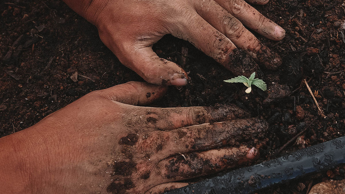 Der Steckling von Cannabis wird per Hand in unbehandelten Boden gepflanzt.