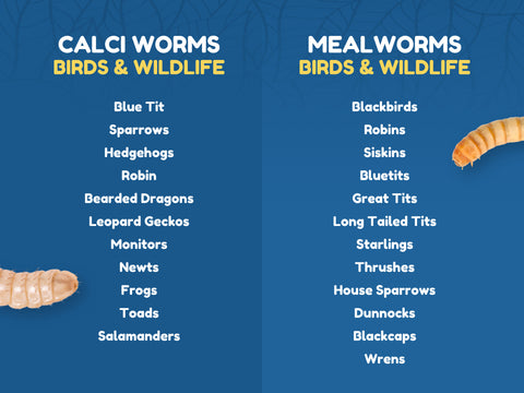 Are Calci Worms the Same as Mealworms?