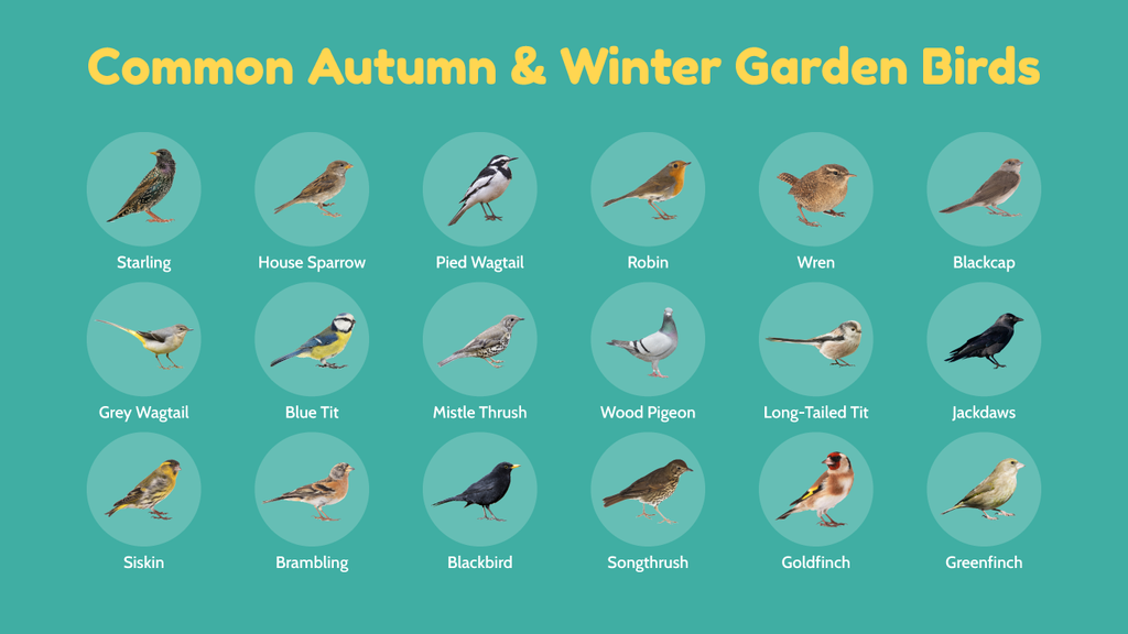 image showing common autumn and winter birds