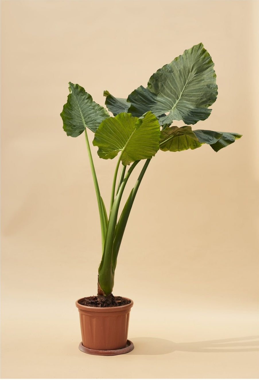 Alocasia – estupha