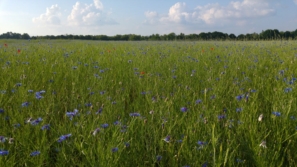 Wild flowers