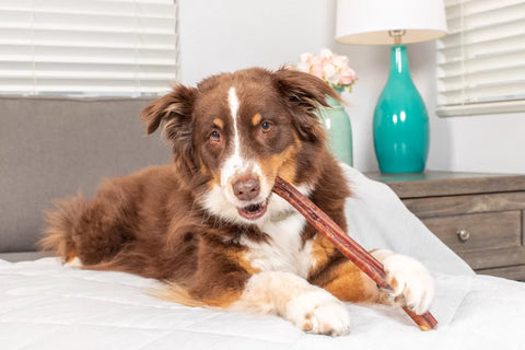 dog chewing a bully stick