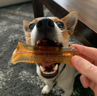 small dog chewing bone marrow chew