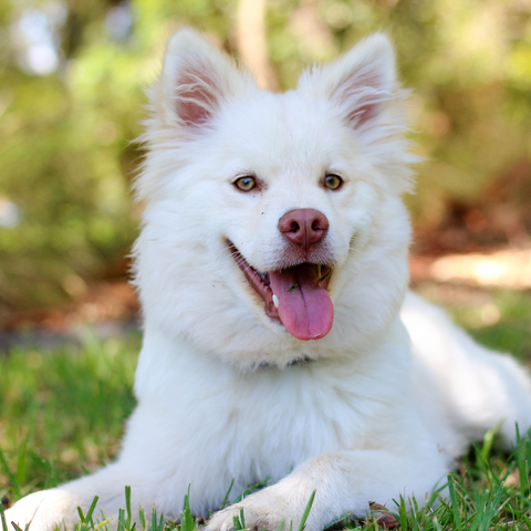 white happy dog sitting on grass