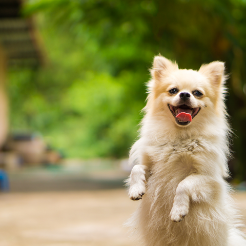 small happy dog sitting up