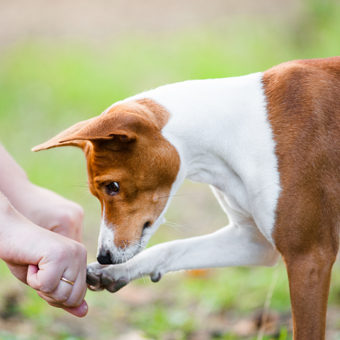 brown and white dog eating dog treats