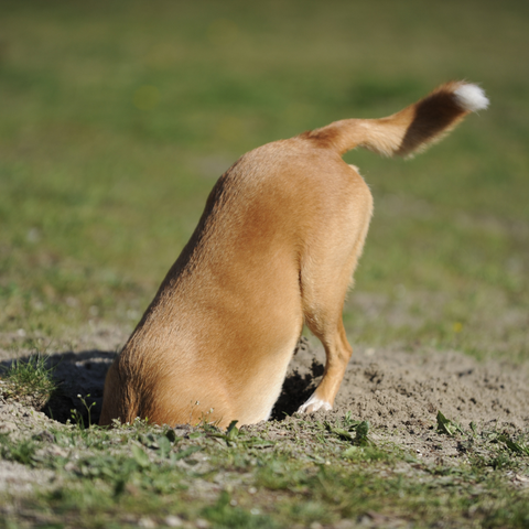 dog burying treat in hole