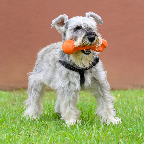 small dog with dog chew toy