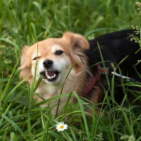 small dog eating grass