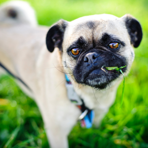 small French Bulldog eating grass