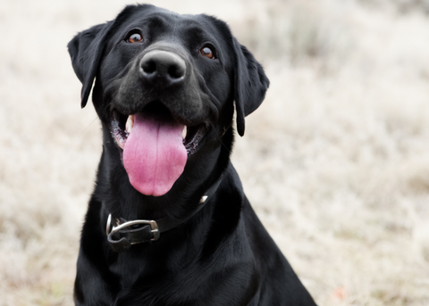 Black happy dog