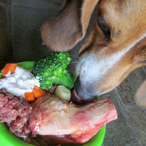 dog eating fresh meat and vegetables