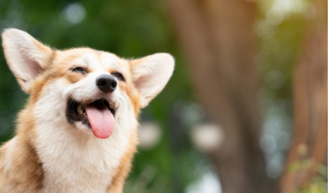 Happy dog smiling with healthy teeth