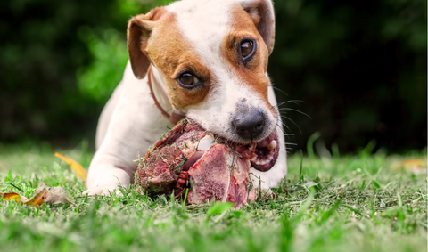 Small brown and white dog chewing fresh raw bone for dental health