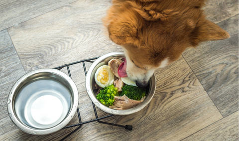 Dog eating broccoli for dental health