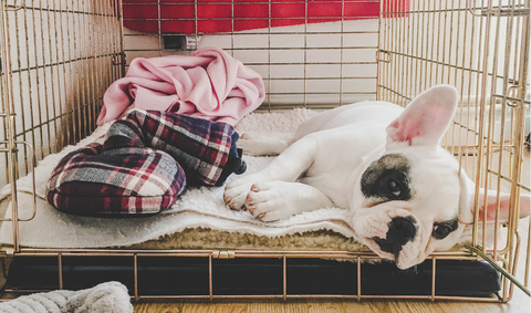 French bull dog sleeping in open crate