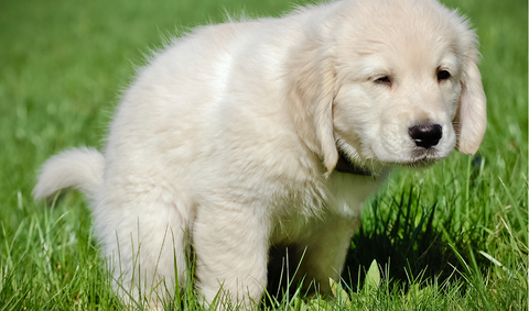 Puppy potty training on grass