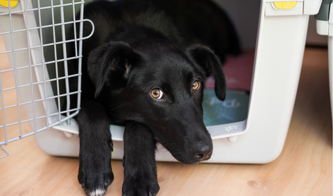 Black dog relaxing in dog crate