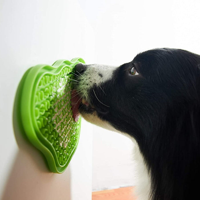 what does it mean if your dog licks the wall