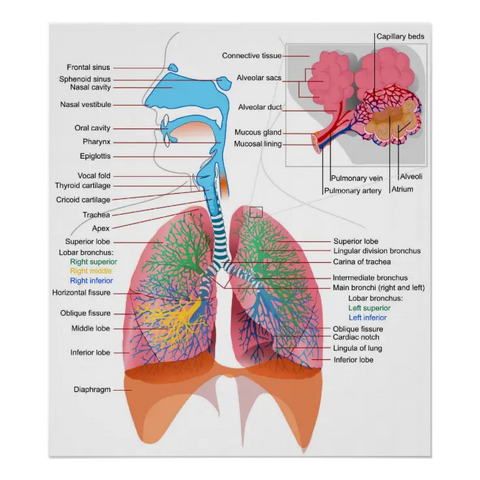 LungCare® Organic Herbal Lung Cleansing Spray