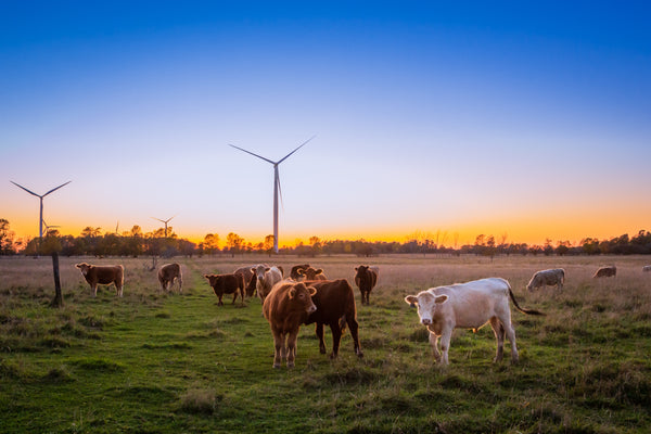 Organic, grass-fed Pacific Northwest cattle farm where we source beef rinds