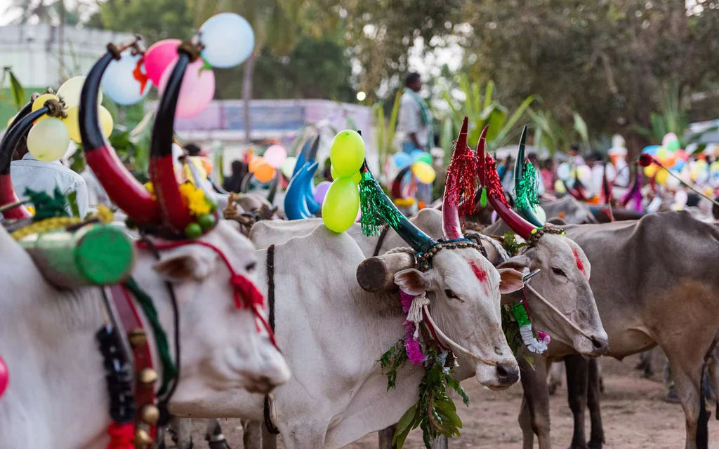 Pongal Festival 2026: Celebrating Harvest and Prosperity