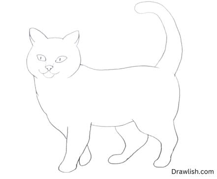 Draw The Cat's Tail