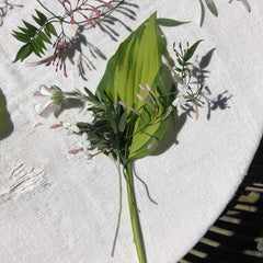 Foliage and flowers