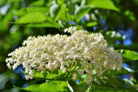 Elderflower