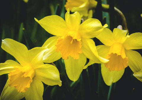 three yellow daffodils