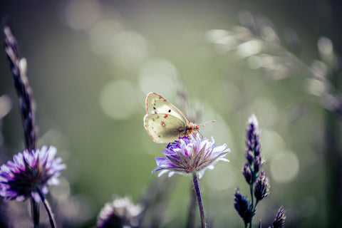 a butterfly sitting on a purple flower