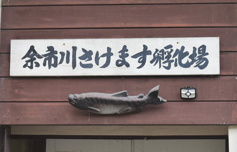 余市川さけます孵化場と書かれた看板と木彫りの鮭の写真