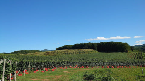 青空と緑のワインぶどう畑の写真