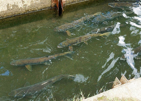 余市川の魚道をのぼる鮭の写真