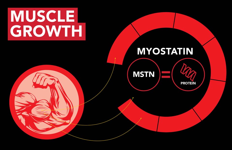 Illustration of a muscular arm, and the word Myostatin