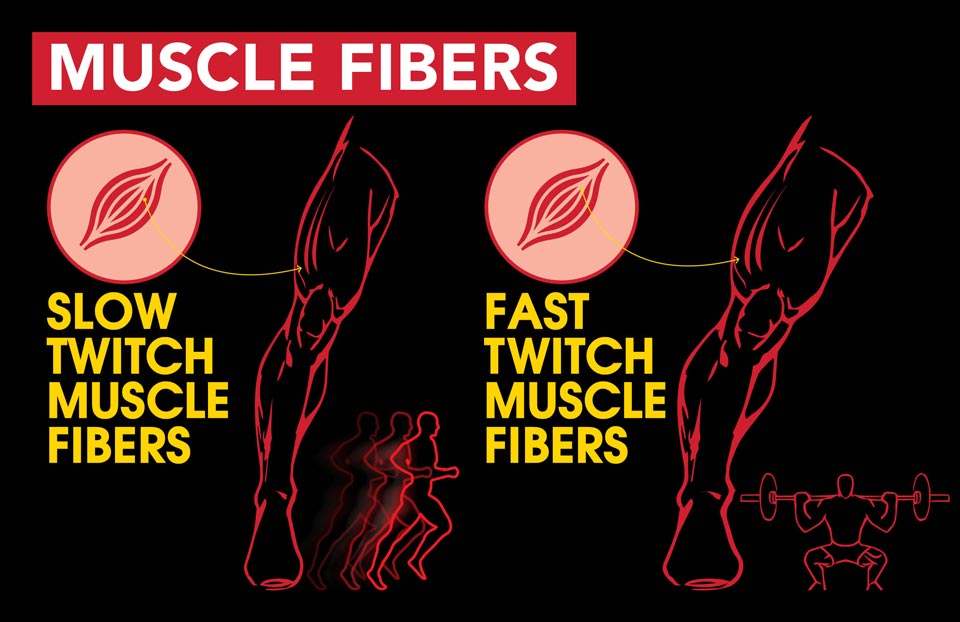 Illustration of slow twitch muscle fibers vs fast twitch muscle fibers