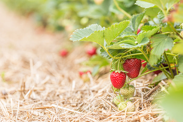 https://cdn.shopify.com/s/files/1/0525/6911/2772/files/Growing_Strawberries_600x600.jpg?v=1643380643