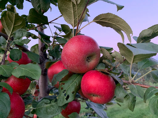 Liberty Apple Tree – Morse Nursery