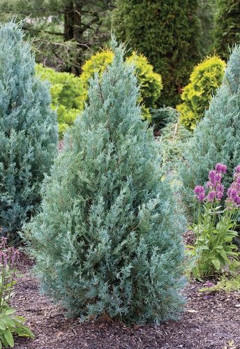 Wichita Blue Juniper — Roots to Fruits Nursery