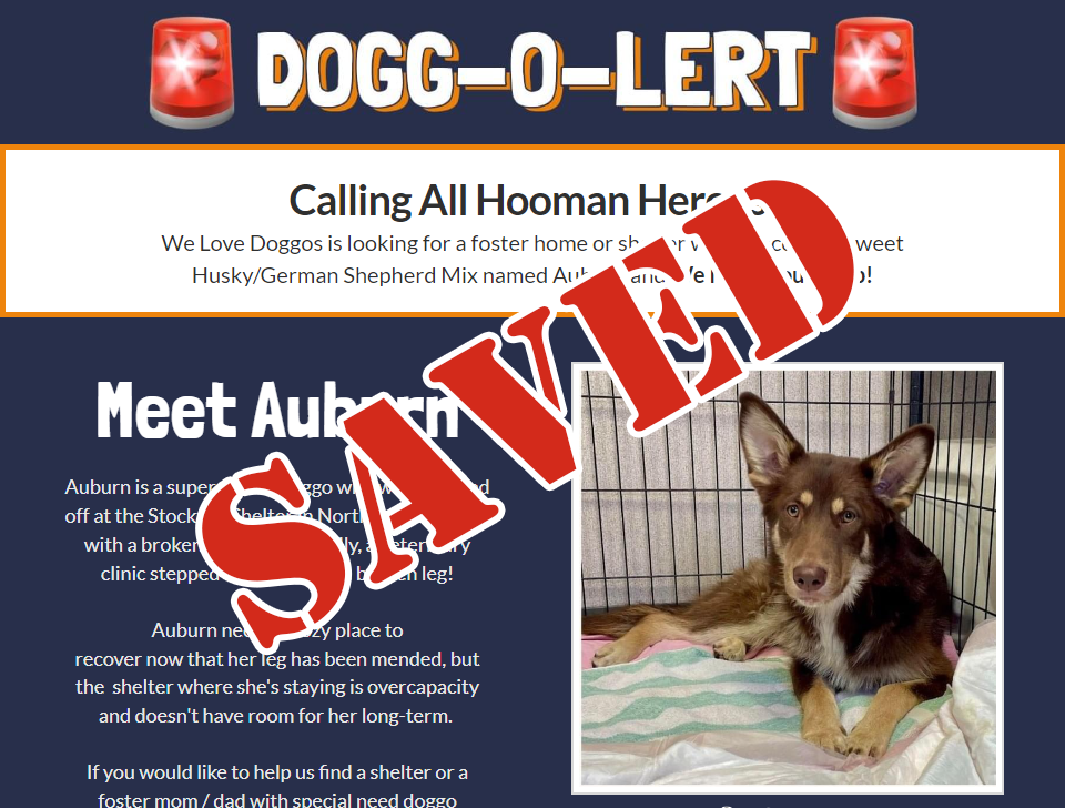 Auburn Saved Doggo Of The Week