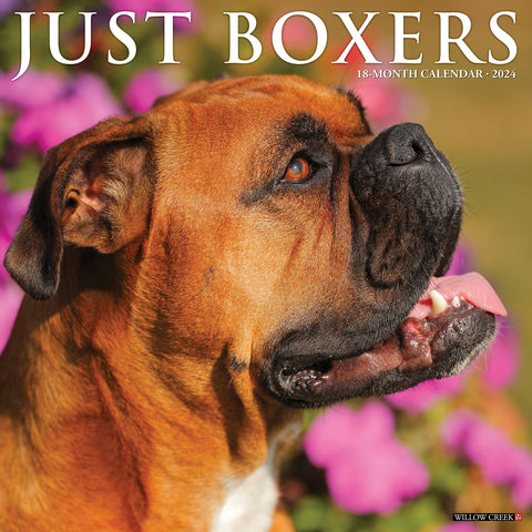 Boxer Puppies 2024 Mini Wall Calendar 