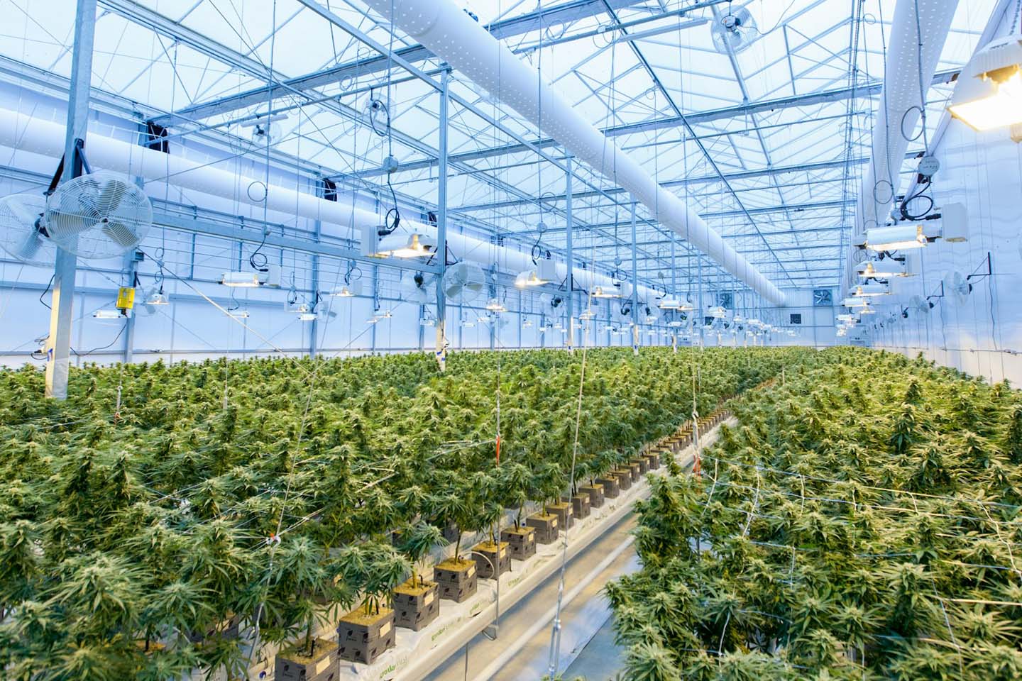 Cannabis farm in large warehouse