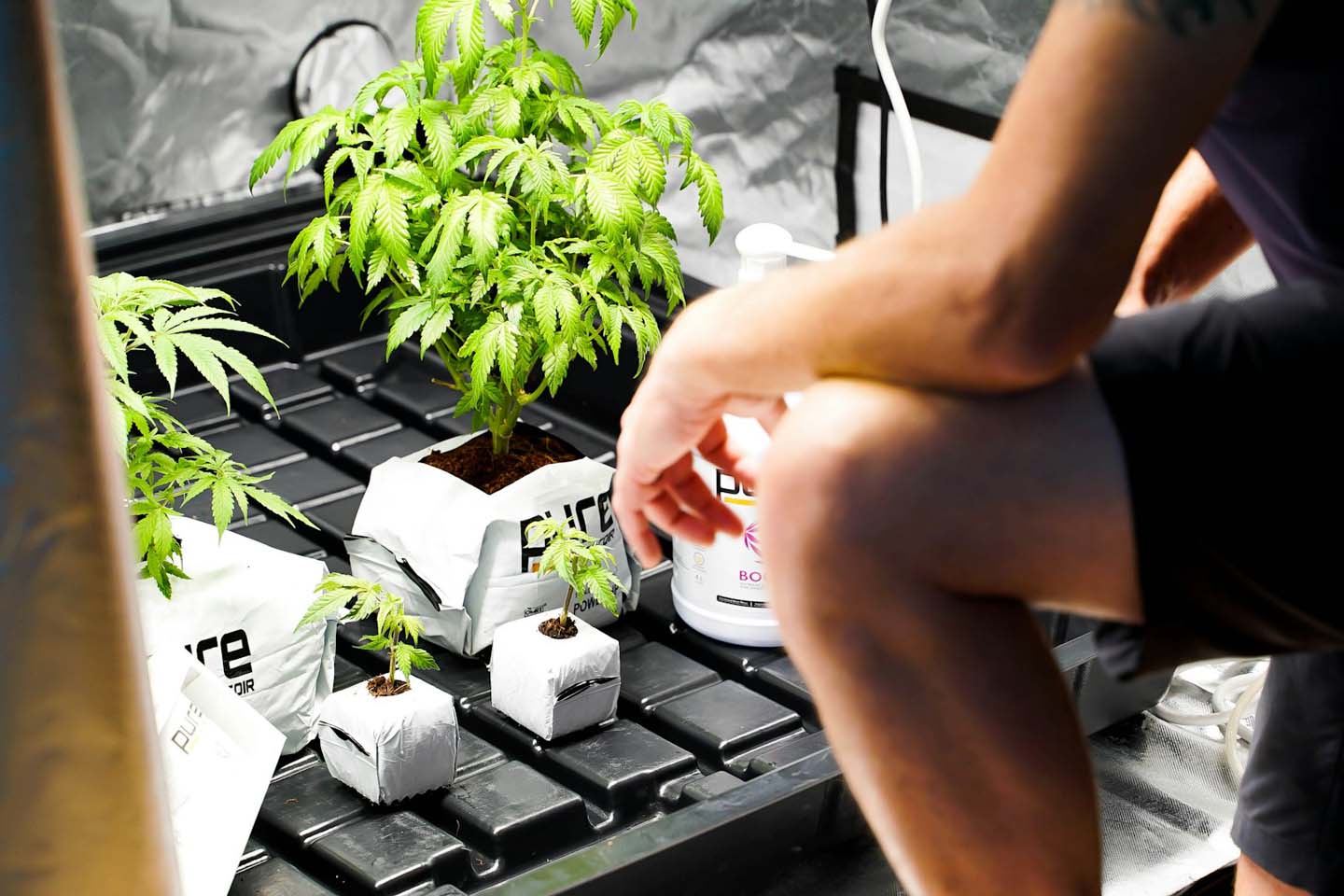 small cannabis grow tent with person looking inside at plants