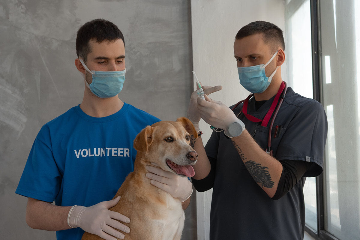 two men, gloved and prepared, poised to administer an injection to a dog