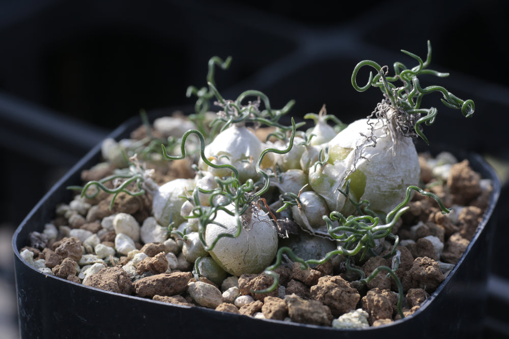 Ornithogalum Tortuosum Dmc オーニソガラム トルツオスムの育て方 Erioquest